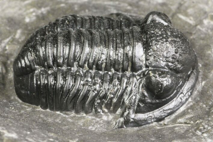 Detailed Gerastos Trilobite Fossil - Morocco #141672